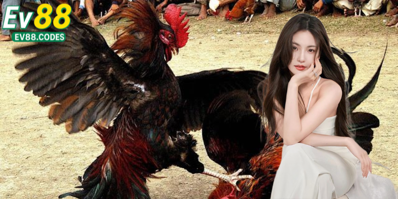 cac-loai-hinh-da-ga-ev88-duoc-yeu-thich-nhat