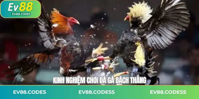 Kinh nghiệm chơi đá gà bách thắng
