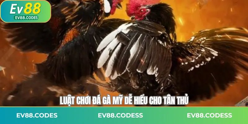 Luật chơi đá gà Mỹ dễ hiểu cho tân thủ