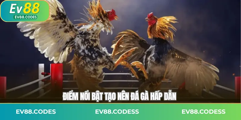 Điểm nổi bật tạo nên đá gà hấp dẫn