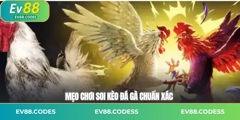 Mẹo chơi soi kèo đá gà chuẩn xác